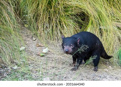 The Tasmanian Devil (Sarcophilus Harrisii) Is A Carnivorous Marsupial Of The Family Dasyuridae