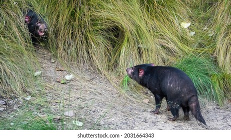 The Tasmanian Devil (Sarcophilus Harrisii) Is A Carnivorous Marsupial Of The Family Dasyuridae