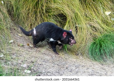 The Tasmanian devil (Sarcophilus harrisii) is a carnivorous marsupial of the family Dasyuridae