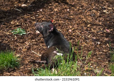 Tasmanian Devil Or Sarcophilus Harrisii Is A Carnivorous Marsupial Of The Family Dasyuridae.