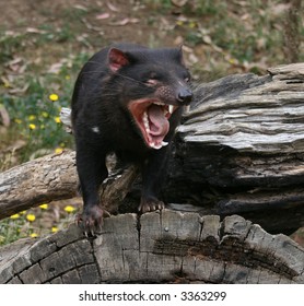Tasmanian Devil (Sarcophilus harrisii) Growling