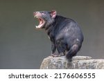 Tasmanian Devil (Sarcophilus harrisii) with mouth wide open, displaying teeth and tongue, in an aggressive mood. These endangered native Australians are the world’s largest carnivorous marsupials.  
