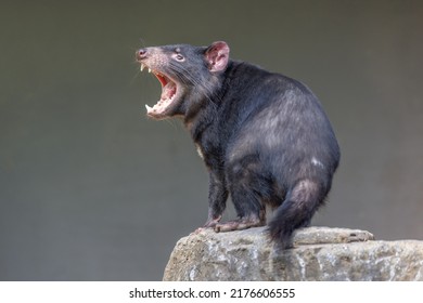 Tasmanian Devil (Sarcophilus harrisii) with mouth wide open, displaying teeth and tongue, in an aggressive mood. These endangered native Australians are the world’s largest carnivorous marsupials.  

