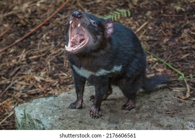 Tasmanian Devil (Sarcophilus harrisii) with mouth wide open, displaying teeth and tongue, in aggressive mood. These native carnivorous Australian marsupials have been declared an endangered species.