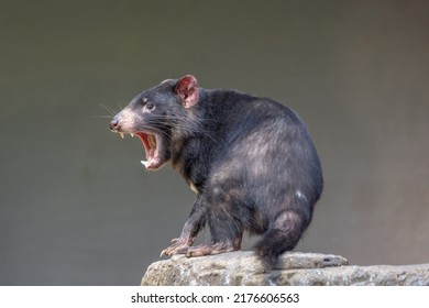 Tasmanian Devil (Sarcophilus harrisii) with mouth wide open, displaying the teeth, in an aggressive mood. These endangered native Australians are the world’s largest carnivorous marsupials.  
