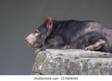 Tasmanian Devil (Sarcophilus harrisii) resting on top of a rock. These native carnivorous Australian marsupials have been declared an endangered species, with decreasing numbers in the wild.