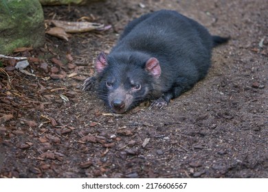 Tasmanian Devil (Sarcophilus harrisii) resting on the ground. These  native Australian marsupials have been declared an endangered species, with decreasing numbers.