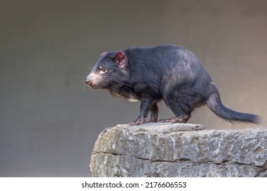 Tasmanian Devil (Sarcophilus harrisii) standing alert. These  native Australian marsupials have been declared an endangered species. They are the world’s largest carnivorous marsupials.