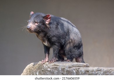 Tasmanian Devil (Sarcophilus harrisii) standing and contemplative. These  native Australian marsupials have been declared an endangered species. They are the world’s largest carnivorous marsupials.