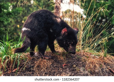 Tasmanian Devil (Sarcophilus Harrisii) Young Devil, Tasmania, Australia