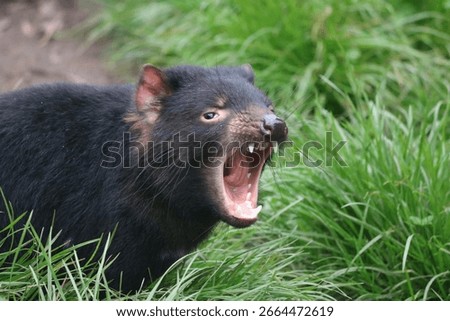 A Tasmanian devil showing its sharp teeth