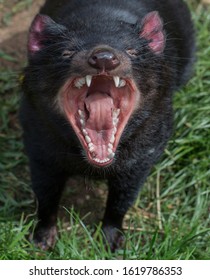 Tasmanian Devil Showing Its Teeth.