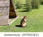 Tasmanian pademelon, Tassie, native animals, Tasmania, Australia 