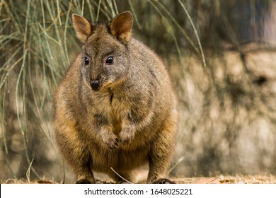 152 Endemic Tasmanian Species Images, Stock Photos & Vectors | Shutterstock