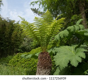 Tree Fern Images Stock Photos Vectors Shutterstock