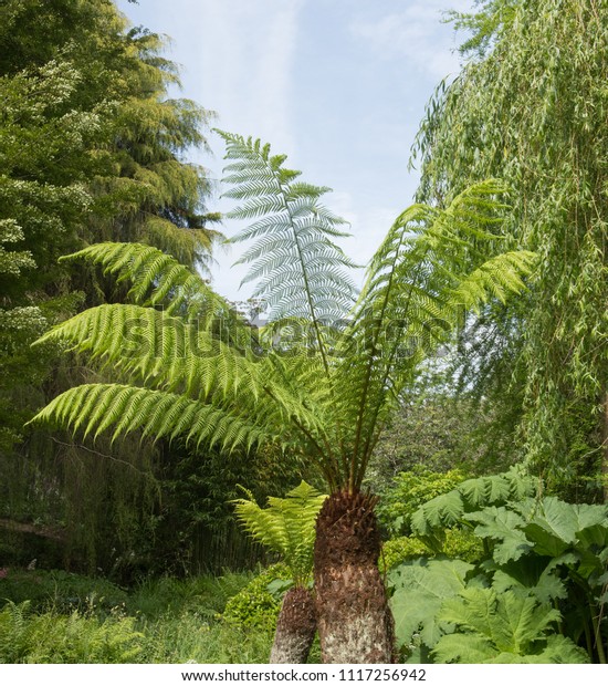 Tasmanian or Soft\
Tree Fern (Dicksonia antarctica) in a Country Cottage Garden in the\
Village of Marwood in\
