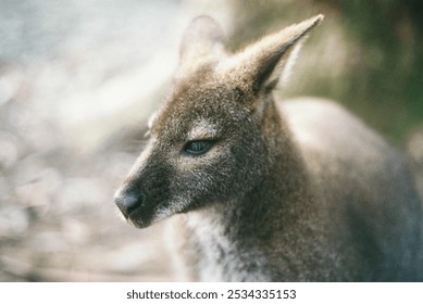 Tasmanian wallaby close up on film - Powered by Shutterstock