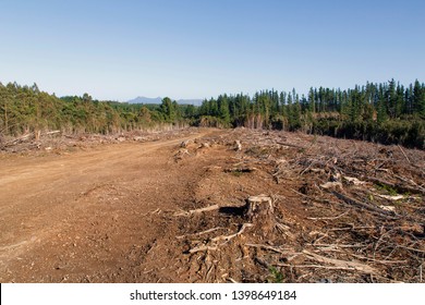 419 Australian forest industry Images, Stock Photos & Vectors ...