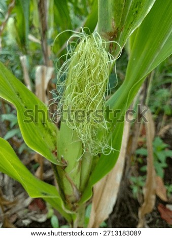 Tassel of a Developing Corn Plant