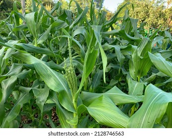 Tassel seen emerging from a sweetcorn plant.