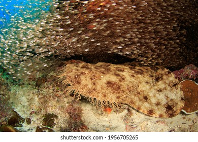 Tasseled Wobbegong or Carpet Shark hiding under a coral block with a school of glass fish. Underwater image taken scuba diving in Raja Ampat, Indonesia