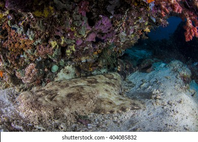 A Tasseled wobbegong (Eucrossorhinus dasypogon) - carpet shark