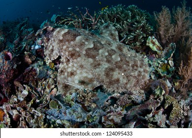 A Tasseled wobbegong (Eucrossorhinus dasypogon) uses its pattern, color, and body shape to camouflage itself on a coral reef floor.  This is an ambush predator.