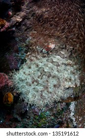 A Tasseled wobbegong (Eucrossorhinus dasypogon) uses effective camouflage to blend into its surroundings near a reef in Raja Ampat, Indonesia.  This is an unusual shark species.