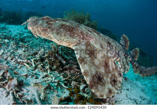 A Tasseled wobbegong\
(Eucrossorhinus dasypogon) uses its pattern, color, and body shape\
to camouflage itself on a coral reef floor.  This is an ambush\
predator.