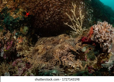 Tasseled Wobbegong Shark On Reef