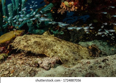 Tasseled Wobbegong Shark On Sand