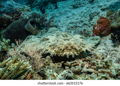 Tasselled Wobbegong (Eucrossorhinus Dasypogon)