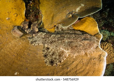 A Tasselled Wobbegong Resting On Plate Coral