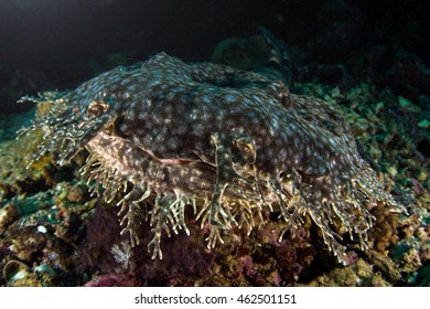 Tasselled Wobbegong Shark