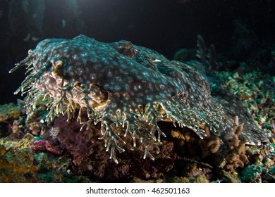 Tasselled Wobbegong Shark