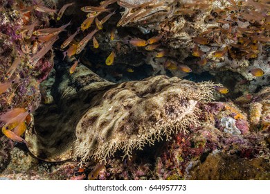 Tasselled Wobbegong Surrounded By Glassfish