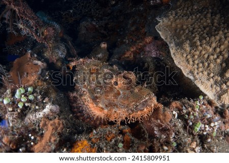 Tassled Scorpionfish at the USAT Liberty Wreck, Tulamben, Bali, Indonesia