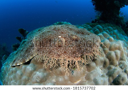 Tassled Wobbegong / Carpet Shark resting on a coral block. Underwater image taken scuba diving in Indonesia