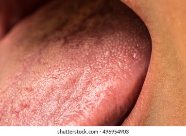 Taste Buds Of The Tongue