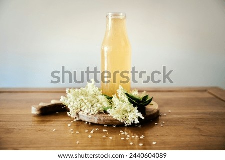 Taste of spring with a front view Elderflower cordial on wooden table surrounded by white Elderflowers. Seasonal elder flower drink among white Elder or Elderberry blossoms. Homemade Sambucus beverage