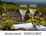 Tasting of brut champagne sparkling wine outdoor with view on pinot noir gran cru vineyards of famous champagne houses in Montagne de Reims near Verzenay, Champagne, France