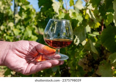 Degustación de la bebida alcohólica fuerte de Cognac en la región de Cognac, Grande Champagne, Charente con madriguera preparada para cosechar uva gni blanc en uso de fondo para la destilación de aguardientes, Francia