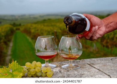 Tasting of Cognac strong alcohol drink in Cognac region, Grand Champagne, Charente with rows of ripe ready to harvest ugni blanc grape on background uses for spirits distillation, France