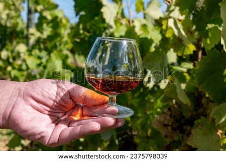 Tasting of Cognac strong alcohol drink in Cognac region, Grande Champagne, Charente with ripe ready to harvest ugni blanc grape on background uses for spirits distillation, France