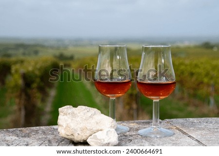 Tasting of Cognac strong alcohol drink in Cognac region, Grand Champagne, Charente with rows of ripe ready to harvest ugni blanc grape on background uses for spirits distillation, France