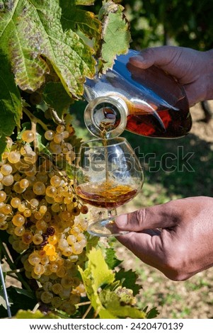 Tasting of Cognac strong alcohol drink in Cognac region, Grande Champagne, Charente with ripe ready to harvest ugni blanc grape on background uses for spirits distillation, France