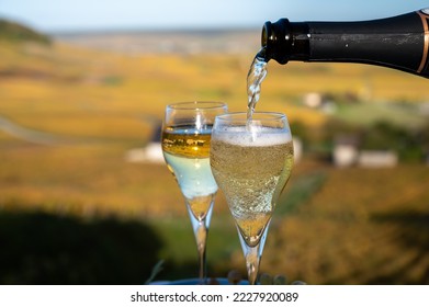 Tasting of french sparkling white wine with bubbles champagne on outdoor terrace with view on colorful grand cru Champagne vineyards in village Cramant in October, near Epernay, France
