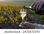 Tasting of grand cru sparkling brut white wine champagne on sunny vineyards of Cote des Blancs in village Cramant, Champagne, France, pouring of french wine in glass