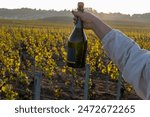 Tasting of grand cru sparkling brut white wine champagne on sunny vineyards of Cote des Blancs in village Cramant, Champagne, France, pouring in glass