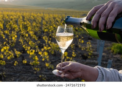 Tasting of grand cru sparkling brut white wine champagne on sunny vineyards of Cote des Blancs in village Cramant, Champagne, France, pouring of french wine in glass - Powered by Shutterstock